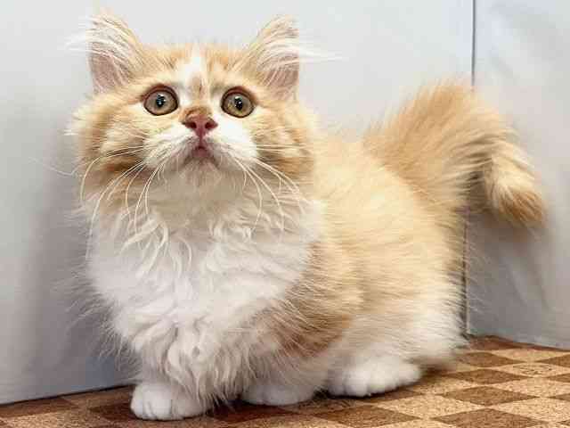 愛媛県のマンチカン (ひごペットフレンドリーエミフルMASAKI店/2025年7月10日生まれ/女の子/レッドタビーホワイト)の子猫の3枚目の画像