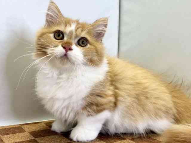 愛媛県のマンチカン (ひごペットフレンドリーエミフルMASAKI店/2025年7月10日生まれ/女の子/レッドタビーホワイト)の子猫の3枚目の画像