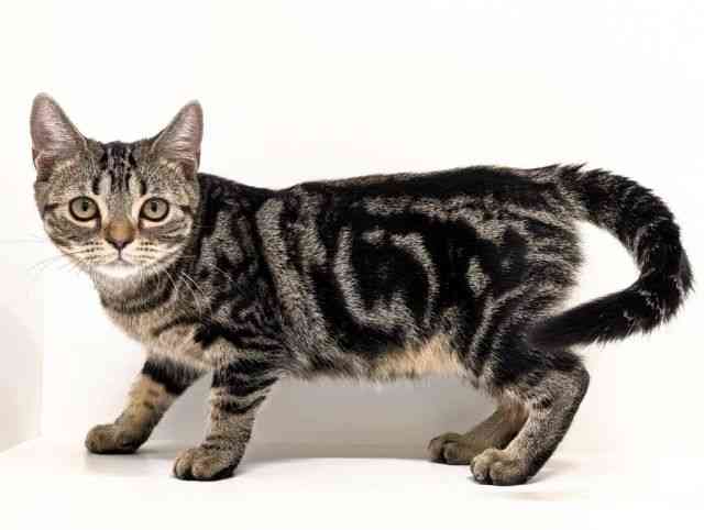 福岡県のアメリカンショートヘアー (ひごペットフレンドリーリバーウォーク北九州店/2025年7月11日生まれ/女の子/ブラウンタビー)の子猫の3枚目の画像