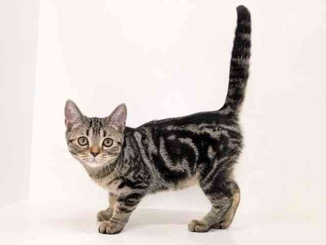 福岡県のアメリカンショートヘアー (ひごペットフレンドリーリバーウォーク北九州店/2025年7月11日生まれ/女の子/ブラウンタビー)の子猫の3枚目の画像