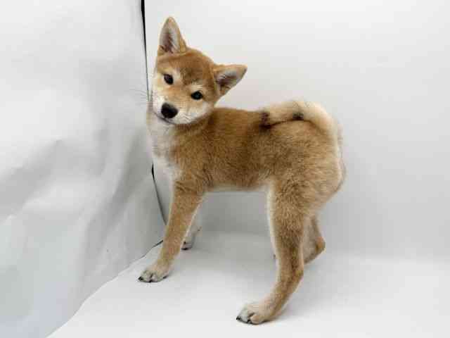 大阪府の柴犬(標準サイズ) (ひごペットフレンドリーみのおキューズモール店/2025年7月12日生まれ/女の子/赤)の子犬の3枚目の画像