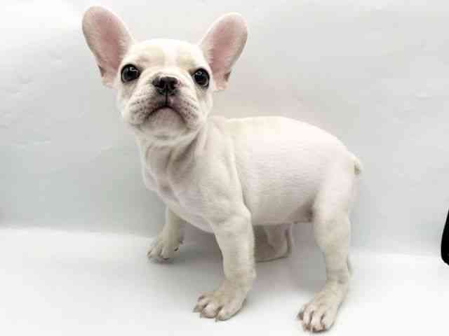 奈良県のフレンチブルドッグ (ひごペットフレンドリートナリエ大和高田店/2025年7月13日生まれ/女の子/クリーム)の子犬の3枚目の画像