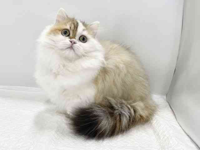 高知県のミヌエット (ひごペットフレンドリーイオンモール高知店/2025年7月6日生まれ/女の子/ブラウンタビーホワイト)の子猫の3枚目の画像