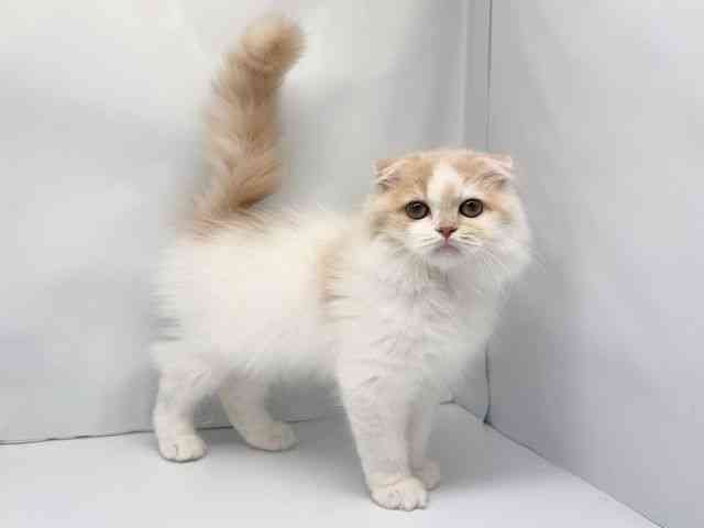 京都府のスコティッシュフォールド (ひごペットフレンドリー洛北阪急スクエア店/2025年7月12日生まれ/男の子/クリームホワイト)の子猫の3枚目の画像