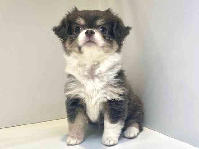 大阪府のチワワ(ロング) (ひごペットフレンドリーセブンパーク天美店/2025年7月12日生まれ/女の子/ブルータンホワイト)の子犬の3枚目の画像