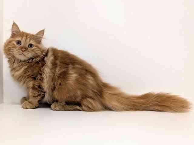 福岡県のメインクーン (ひごペットフレンドリーリバーウォーク北九州店/2025年7月13日生まれ/女の子/レッドタビー)の子猫の3枚目の画像