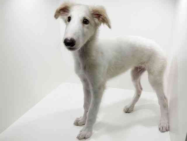 兵庫県のボルゾイ (ひごペットフレンドリーブルメールHAT神戸店/2025年7月11日生まれ/男の子/ホワイト)の子犬の3枚目の画像