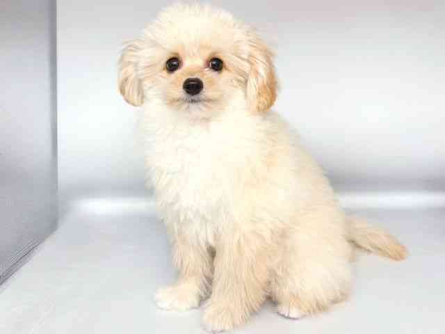 大阪府のハーフ犬・ミックス犬 (ひごペットフレンドリー岸和田店/2025年7月11日生まれ/女の子/クリーム)の子犬の3枚目の画像