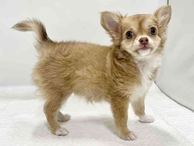 高知県のチワワ(ロング) (ひごペットフレンドリーイオンモール高知店/2025年7月13日生まれ/女の子/チョコレートフォーンホワイト)の子犬の3枚目の画像