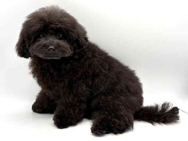 奈良県のトイプードル(トイ) (ひごペットフレンドリー田原本店/2025年7月13日生まれ/男の子/ブラック)の子犬の3枚目の画像