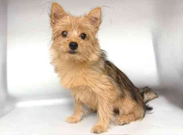 大阪府のポメキー(ポメラニアン×ヨークシャーテリア) (ひごペットフレンドリー岸和田店/2025年7月13日生まれ/女の子/ウルフセーブル)の子犬の3枚目の画像