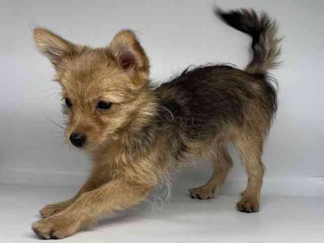 徳島県のポメキー(ポメラニアン×ヨークシャーテリア) (ひごペットフレンドリーゆめタウン徳島店/2025年7月13日生まれ/男の子/ウルフセーブル)の子犬の3枚目の画像