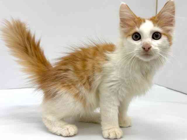 大阪府のノルウェージャンフォレストキャット (ひごペットフレンドリーイオンタウン茨木太田店/2025年7月13日生まれ/男の子/レッドタビーホワイト)の子猫の3枚目の画像