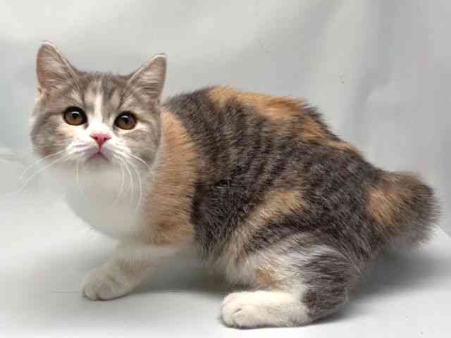 京都府のマンチカン (ひごペットフレンドリー洛北阪急スクエア店/2025年7月7日生まれ/女の子/ダイリュートキャリコ)の子猫の3枚目の画像