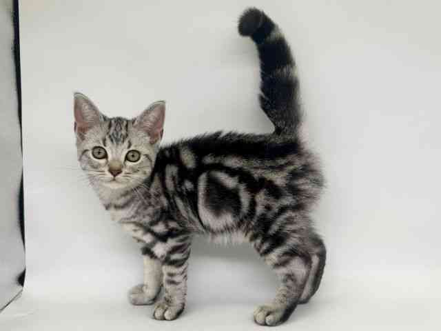 大阪府のアメリカンショートヘアー (ひごペットフレンドリー瓜破店/2025年7月11日生まれ/男の子/シルバータビー)の子猫の3枚目の画像