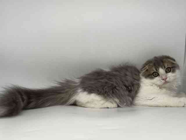 徳島県のスコティッシュフォールド (ひごペットフレンドリーゆめタウン徳島店/2025年7月2日生まれ/男の子/ブルータビーホワイト)の子猫の3枚目の画像