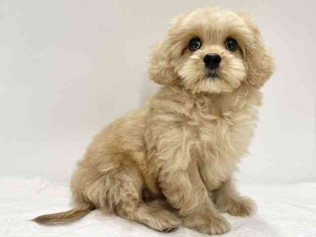 高知県のハーフ犬・ミックス犬 (ひごペットフレンドリーイオンモール高知店/2025年7月11日生まれ/男の子/アプリコット)の子犬の3枚目の画像