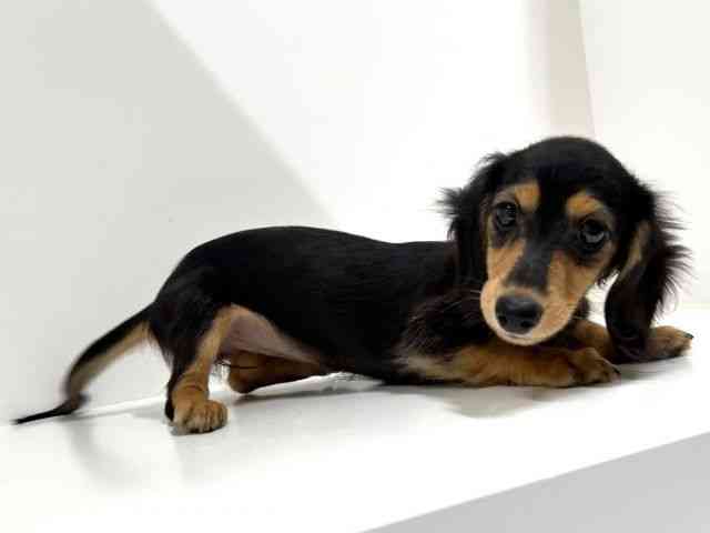 奈良県のミニチュアダックスフンド(ロング) (ひごペットフレンドリーイオンモール橿原ウエスト・ビレッジ店/2025年7月13日生まれ/女の子/ブラックタン)の子犬の3枚目の画像