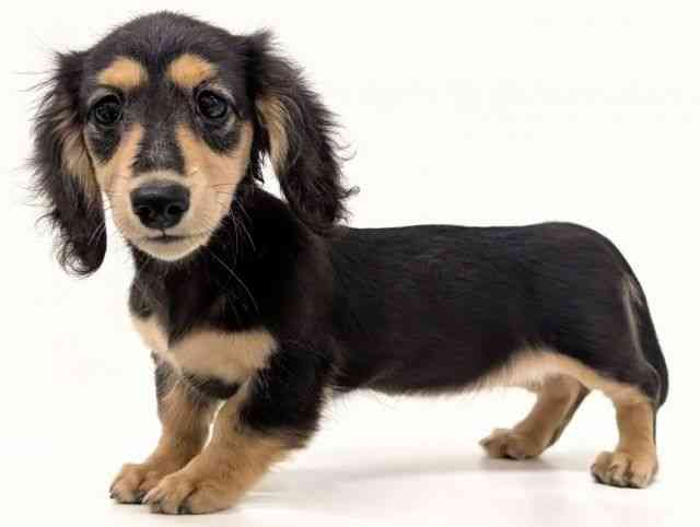 福岡県のミニチュアダックスフンド(ロング) (ひごペットフレンドリーリバーウォーク北九州店/2025年7月13日生まれ/女の子/ブラックタン)の子犬の3枚目の画像