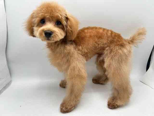 奈良県のトイプードル(トイ) (ひごペットフレンドリー田原本店/2025年7月13日生まれ/男の子/レッド)の子犬の3枚目の画像