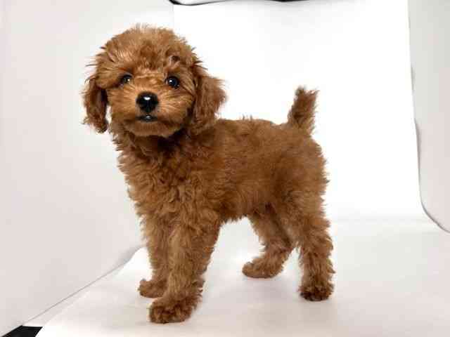 大阪府のトイプードル(トイ) (ひごペットフレンドリーアクロスプラザ住之江店/2025年7月13日生まれ/男の子/レッド)の子犬の3枚目の画像