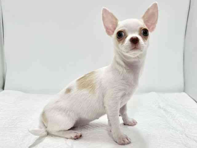 高知県のチワワ(スムース) (ひごペットフレンドリーイオンモール高知店/2025年7月13日生まれ/女の子/ホワイトレッド)の子犬の3枚目の画像