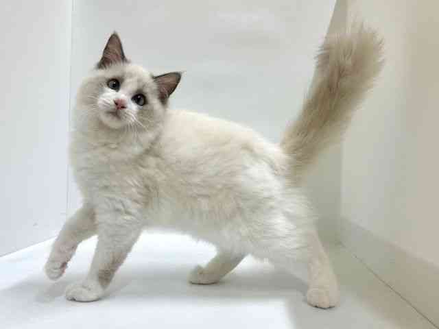 大阪府のラグドール (ひごペットフレンドリーアクロスプラザ住之江店/2025年7月6日生まれ/女の子/ブルーポイントバイカラー)の子猫の3枚目の画像