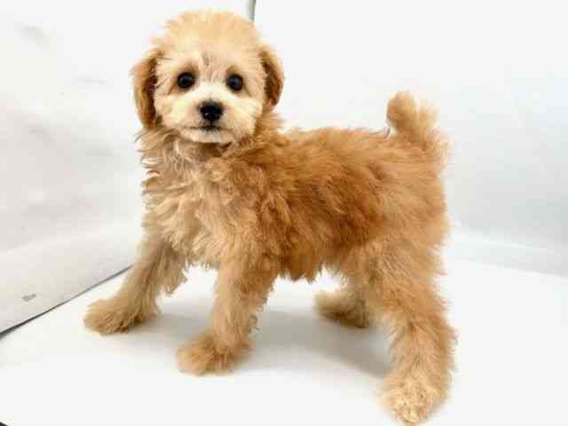 京都府のトイプードル(トイ) (ひごペットフレンドリー京都店/2025年7月8日生まれ/女の子/アプリコット)の子犬の3枚目の画像