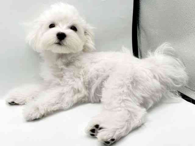 奈良県のマルプー(マルチーズ×プードル) (ひごペットフレンドリートナリエ大和高田店/2025年7月2日生まれ/男の子/ホワイト)の子犬の3枚目の画像