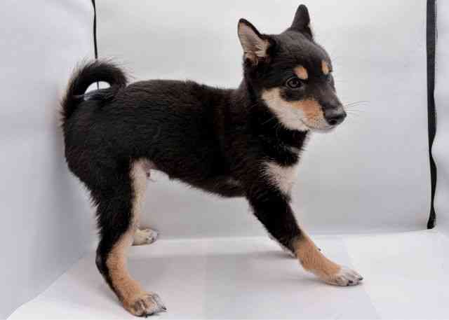 島根県の柴犬(標準サイズ) (ひごペットフレンドリーイオン松江ショッピングセンター店/2025年7月14日生まれ/男の子/黒)の子犬の3枚目の画像