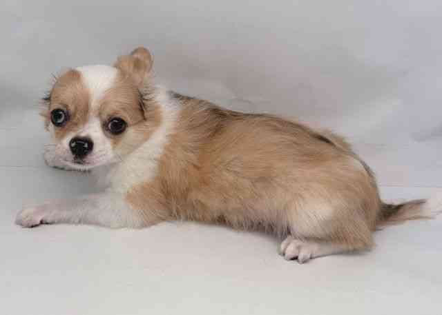 鳥取県のチワワ(ロング) (ひごペットフレンドリーイオンモール鳥取北店/2025年7月13日生まれ/女の子/フォーンマールホワイト)の子犬の3枚目の画像