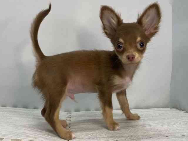 島根県のチワワ(ロング) (ひごペットフレンドリーイオンモール出雲店/2025年7月10日生まれ/男の子/チョコレートタン)の子犬の3枚目の画像