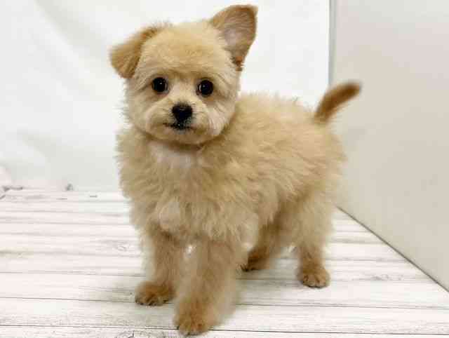 和歌山県のチワプー/プーチー(チワワ×プードル) (ひごペットフレンドリーパームシティ和歌山店/2025年7月14日生まれ/男の子/アプリコット)の子犬の3枚目の画像