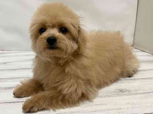 和歌山県のチワプー/プーチー(チワワ×プードル) (ひごペットフレンドリーパームシティ和歌山店/2025年7月14日生まれ/男の子/アプリコット)の子犬の3枚目の画像