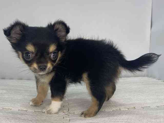 島根県のチワワ(ロング) (ひごペットフレンドリーイオンモール出雲店/2025年7月13日生まれ/女の子/ブラックタン)の子犬の3枚目の画像