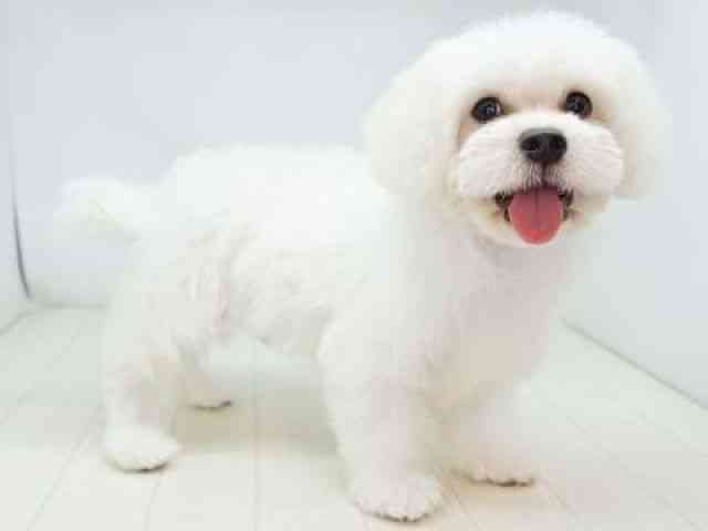 福岡県のハーフ犬・ミックス犬 (ひごペットフレンドリーゆめタウン筑紫野店/2025年7月14日生まれ/男の子/ホワイト)の子犬の3枚目の画像