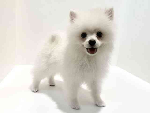 大阪府のポメラニアン (ひごペットフレンドリーイオン高槻店/2025年7月10日生まれ/女の子/ホワイト)の子犬の3枚目の画像