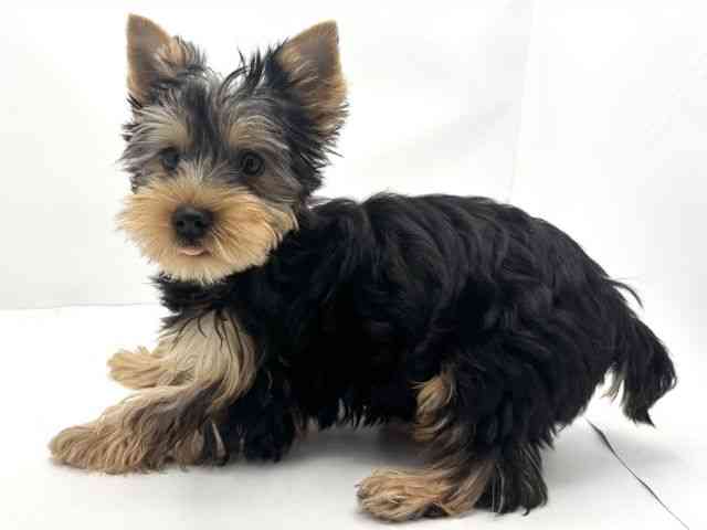 兵庫県のヨークシャーテリア (ひごペットフレンドリークラウンパーク伊丹店/2025年7月14日生まれ/女の子/スチールブルータン)の子犬の3枚目の画像