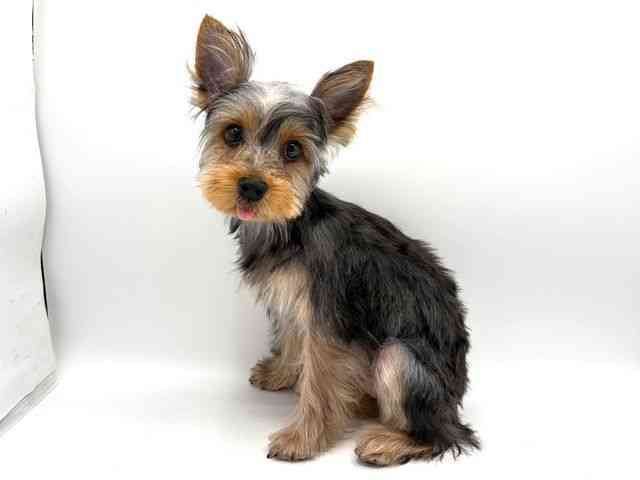 奈良県のヨークシャーテリア (ひごペットフレンドリー田原本店/2025年7月15日生まれ/女の子/スチールブルータン)の子犬の3枚目の画像