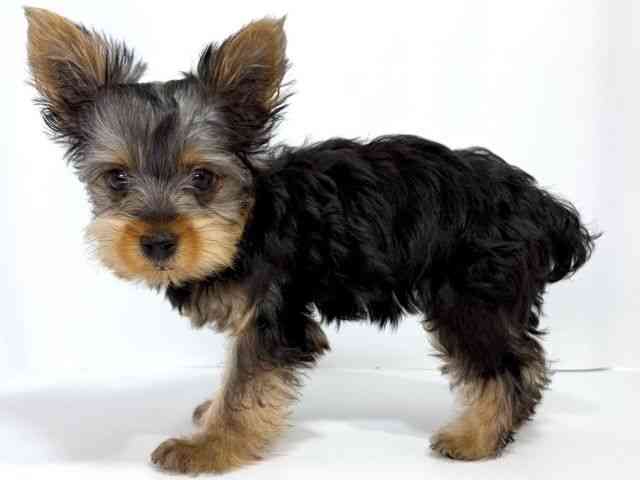 大阪府のヨークシャーテリア (ひごペットフレンドリーイオンそよら海老江店/2025年7月15日生まれ/女の子/スチールブルータン)の子犬の3枚目の画像