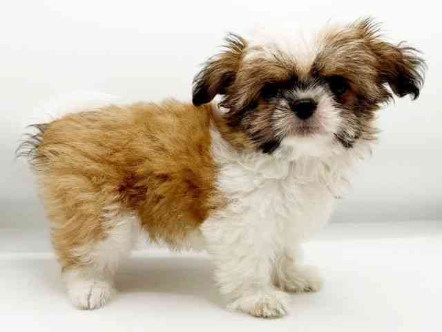 兵庫県のチワズー/チワシーズ(チワワ×シーズー) (ひごペットフレンドリーコロワ甲子園店/2025年7月14日生まれ/男の子/ゴールドホワイト)の子犬の3枚目の画像