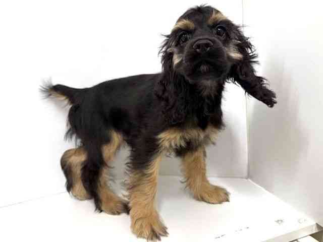 大阪府のアメリカンコッカースパニエル (ひごペットフレンドリーベルファⅡ都島店/2025年7月12日生まれ/男の子/ブラックタン)の子犬の3枚目の画像