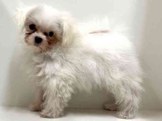 奈良県のマルチーズ (ひごペットフレンドリーイオンモール橿原ウエスト・ビレッジ店/2025年7月15日生まれ/男の子/ホワイト)の子犬の3枚目の画像