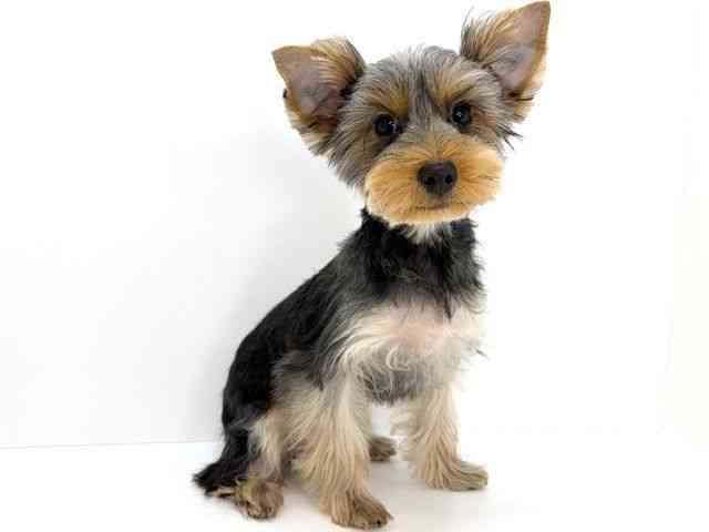 大阪府のヨークシャーテリア (ひごペットフレンドリーいこらもーる泉佐野店/2025年7月14日生まれ/男の子/スチールブルータン)の子犬の3枚目の画像