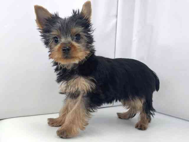 兵庫県のヨークシャーテリア (ひごペットフレンドリーイオンタウン加古川店/2025年7月14日生まれ/男の子/スチールブルータン)の子犬の3枚目の画像