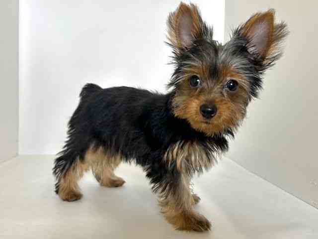 大阪府のヨークシャーテリア (ひごペットフレンドリーアクロスプラザ住之江店/2025年7月14日生まれ/男の子/スチールブルータン)の子犬の3枚目の画像