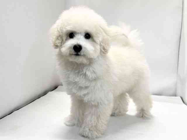 愛媛県のトイプードル(トイ) (ひごペットフレンドリーイオンモール今治新都市店/2025年7月13日生まれ/男の子/ホワイト)の子犬の3枚目の画像