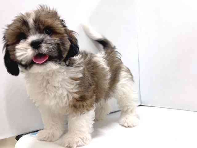 奈良県のハーフ犬・ミックス犬 (ひごペットフレンドリー奈良パワーシティ店/2025年7月16日生まれ/男の子/ゴールドホワイト)の子犬の3枚目の画像