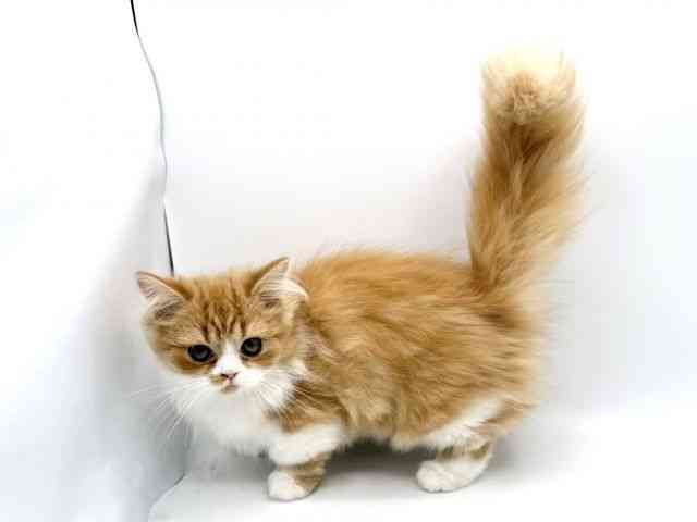 大阪府のミヌエット (ひごペットフレンドリーみのおキューズモール店/2025年7月12日生まれ/女の子/レッドタビーホワイト)の子猫の3枚目の画像