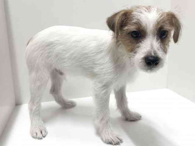 愛知県のジャックラッセルテリア (ひごペットフレンドリーららぽーと名古屋みなとアクルス店/2025年7月16日生まれ/男の子/ホワイトタン)の子犬の3枚目の画像